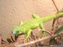 Terrazoo 128.jpg